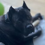 Profile Picture of Stephanie Battles (@nylah_canecorso) on Instagram