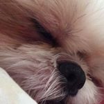 Profile Picture of Amy Toppers (@amytoppers) on Instagram