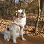 Profile Picture of Matt Nissenbaum (@rumblethunderpaws) on Instagram