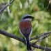 Profile Picture of Scritchfield Andrews (@scritchfieldandrews) on Pinterest