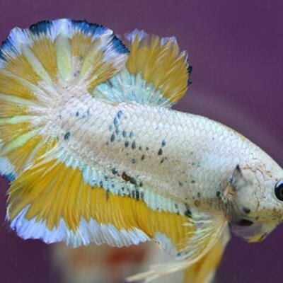 Profile Picture of Michael Ricky Rombot (@RickyRombot) on Twitter