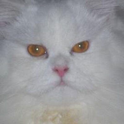 Profile Picture of Joseph Dao (@LAMEHDAO) on Twitter