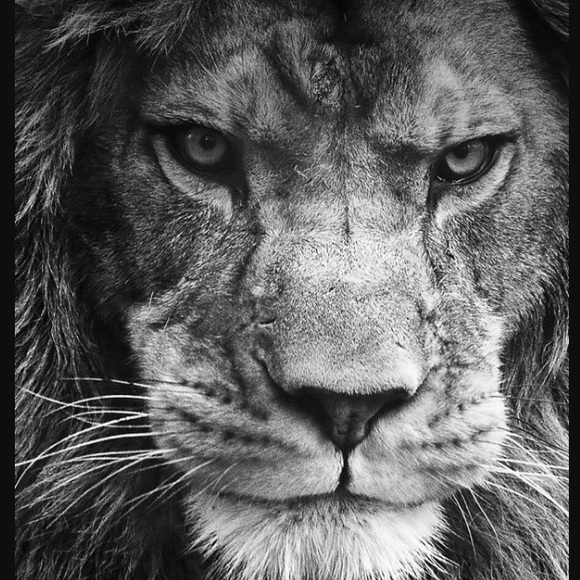 Profile Picture of David Loyola (@dzander35) on Poshmark