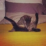 Scott Hallowell - Instagram Profile Picture of Scott Hallowell (@no_name_slob) on Instagram