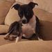 Profile Picture of Iris Macinsky Holmes (@IrisRuthHolmes) on Pinterest