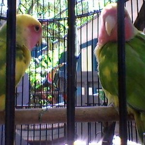 Teodora Silva - Twitter Profile Picture of Teodora Silva (@tesilvy30) on Twitter