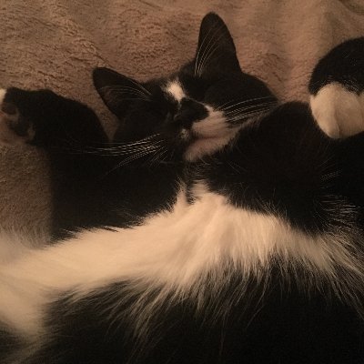 Profile Picture of Melissa Tolve (@MelissaTolve) on Twitter