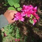 Profile Picture of Lenith Cornejo Chris (@Lenith-Cornejo-Chris) on Facebook