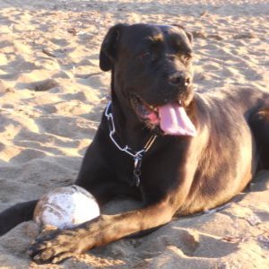 Profile Picture of Mario Savino (@mariosavino7) on Twitter