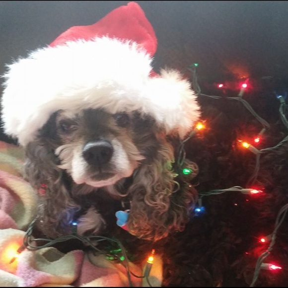 Profile Picture of Kelli ann Drazba (@drazbak) on Poshmark