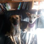 Profile Picture of Virginia & Ivy (@virgina_ivy_silken) on Instagram