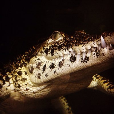 Profile Picture of James Szewczyk (@james_szewczyk) on Twitter