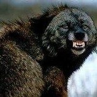 Profile Picture of Stephen Gingras (@stephen-gingras) on Quora