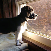 Profile Picture of Lisa Gillespie (@jdgirl2) on Youtube