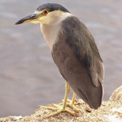 Profile Picture of Naomi Ruff (@naomiruffdraft) on Twitter