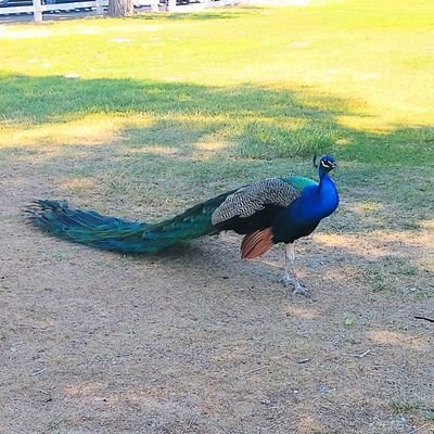 Profile Picture of Claudia Carson (@EMC2Lov3) on Twitter