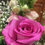 Profile Picture of normafrank (@normafrank) on Instagram