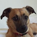 Profile Picture of Alan Stuart (@mutt_on_park_avenue) on Instagram