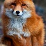Profile Picture of Alex Hermes (@yoki_lol) on Instagram