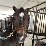 Profile Picture of Alexa Anastasio (@alexa_hersheyskiss_bedford) on Instagram