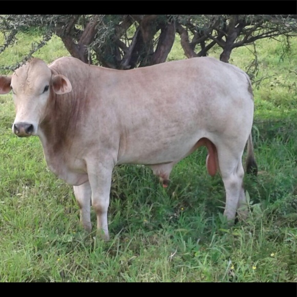 Hector ariel Moreno martinez - Poshmark Profile Picture of Hector ariel Moreno martinez (@morenohector28) on Poshmark