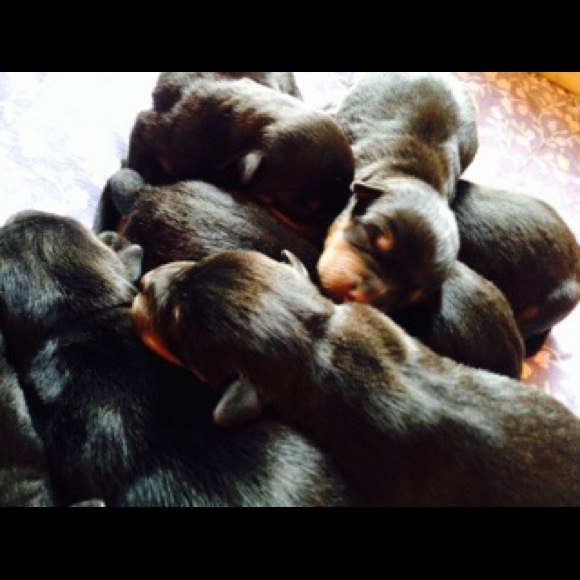 Nevaeh Derkowski - Poshmark Profile Picture of Nevaeh Derkowski (@nevaeh271143) on Poshmark