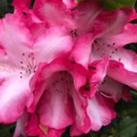 Profile Picture of Sandy McElroy (@mcelroy1162) on Instagram