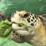 Profile Picture of Richard Westover (@santeebandit) on Instagram