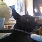 Profile Picture of Timothy Swango (@timothyswango) on Instagram