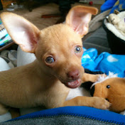 Profile Picture of Joanne Kovacs (@elizabethkovacs5882) on Youtube