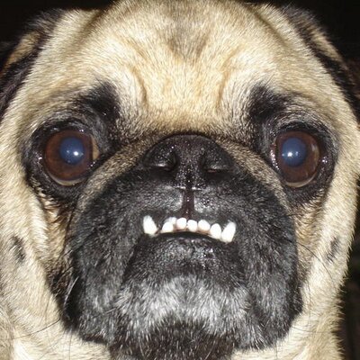 Profile Picture of Ron Platzer (@platz69) on Twitter