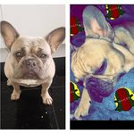 Profile Picture of Brett Lee Barton (@gucci_x_coco_frenchies) on Instagram