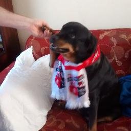 Profile Picture of Gordon Vine (@Gogsiebee) on Twitter