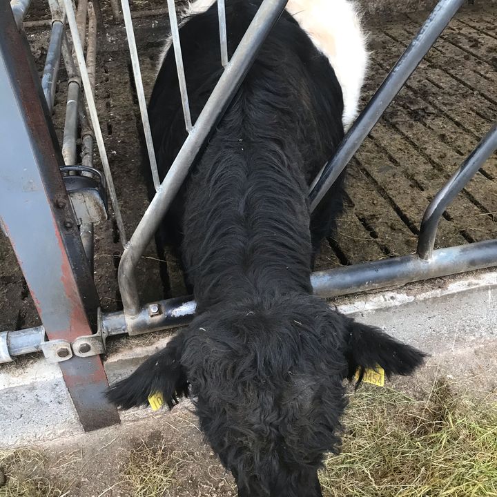 Profile Picture of Richard Hannay (@jakeupthebul) on Tiktok