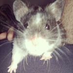Profile Picture of Laraine Duffin (@lara__duff) on Instagram