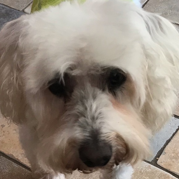 Profile Picture of Nancy Fox (@figarofinds) on Poshmark