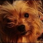 Profile Picture of nathanieladambourne (@nathanieladambourne) on Instagram