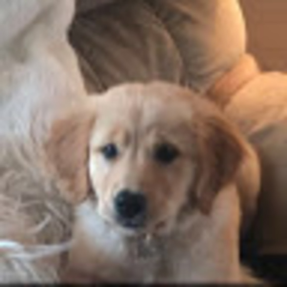 Profile Picture of Lara Nichols (@lar_nic) on Poshmark