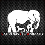 Profile Picture of Aurélien Sauvons Les Animaux (@jason le lapin geek) on Flickr