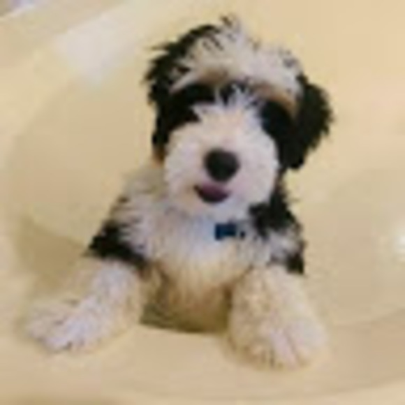 Profile Picture of Rebecca Patel (@rebecca_patel) on Poshmark