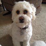 Profile Picture of Lily Nance 🐶🐾 (@lilybilly2) on Instagram
