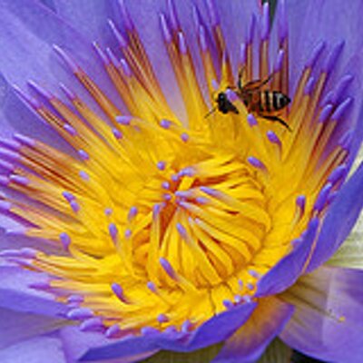 Profile Picture of Pamela Mayer (@pamelamayer336) on Twitter