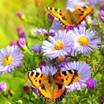 Profile Picture of Doris Zimmermann (@doris.zimmermann.9634) on Instagram