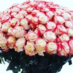 Profile Picture of kari _SwiftKey _2020 (@shakhrue) on Instagram