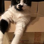 Profile Picture of Tony Savard (@soleil_646) on Instagram