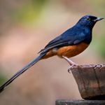 Profile Picture of Ramesh pant (@rameshpantji) on Instagram