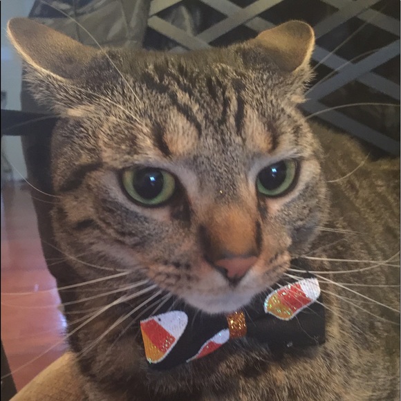 Profile Picture of Catherine Kraus (@mowglimeoww) on Poshmark