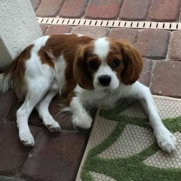 Profile Picture of Joyce Tomaszewski (@joycetomaszewsk) on Poshmark