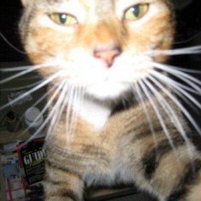 Profile Picture of Beth McKew (@vetbeth) on Twitter