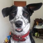 Profile Picture of Steve Tyler (@dogtyler_veiga) on Instagram